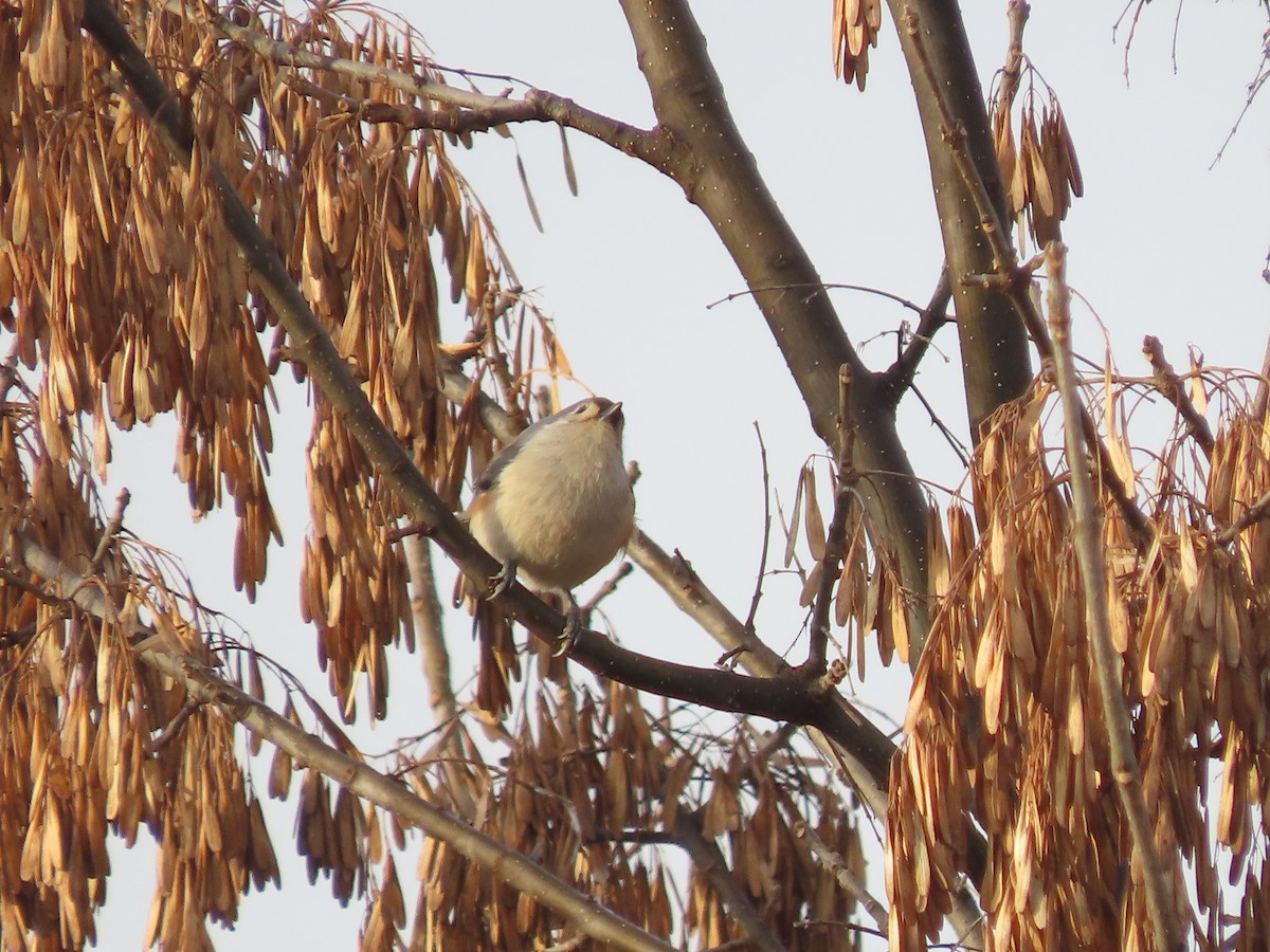 Tufted Titmouse - ML645522549