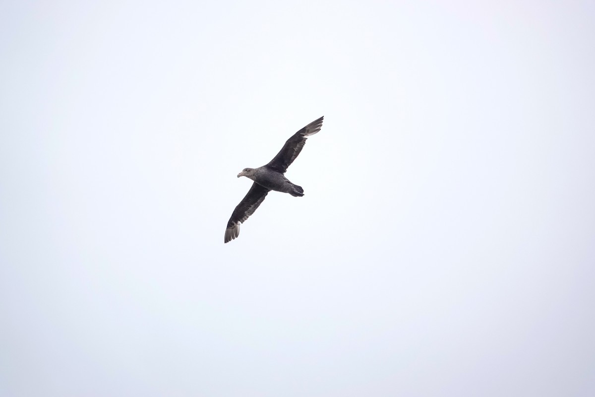 sørkjempepetrell - ML645522551