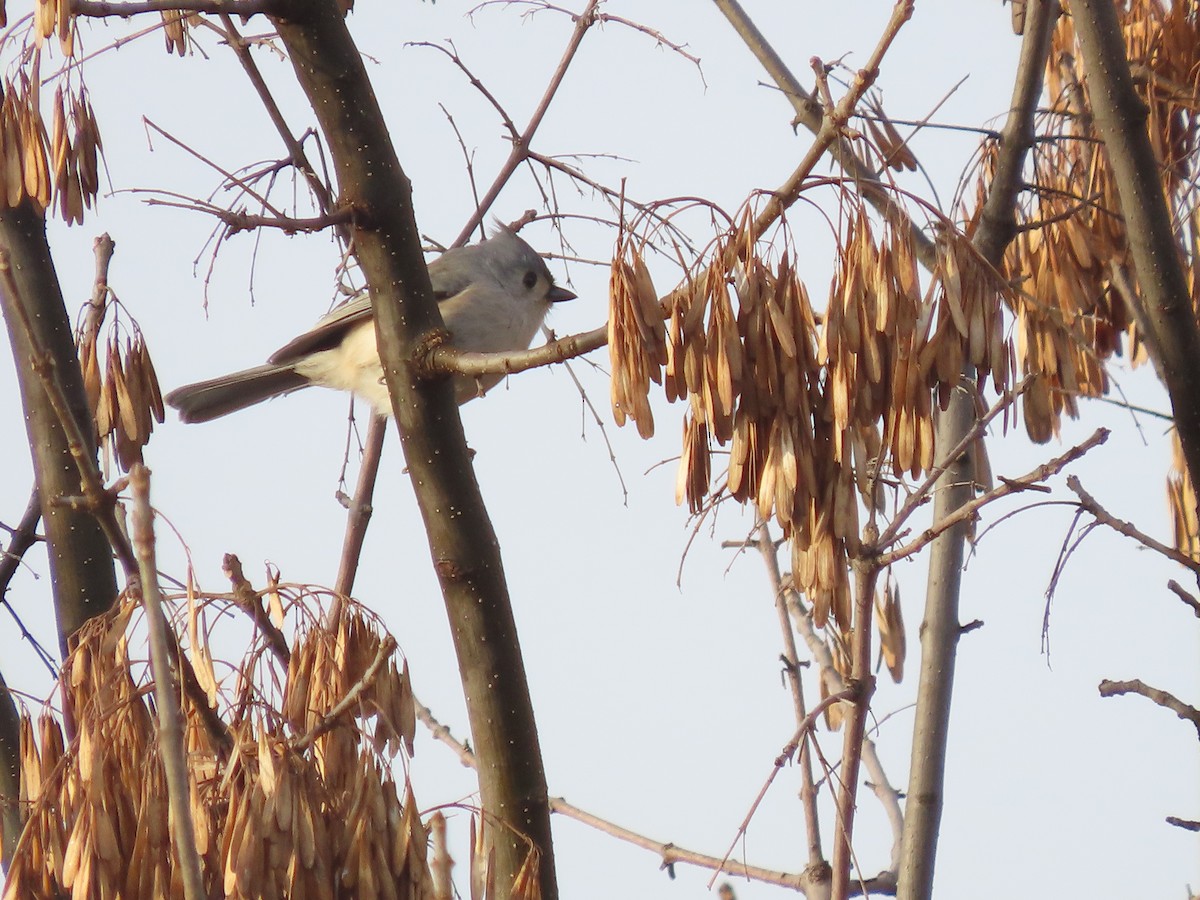 Tufted Titmouse - ML645522553
