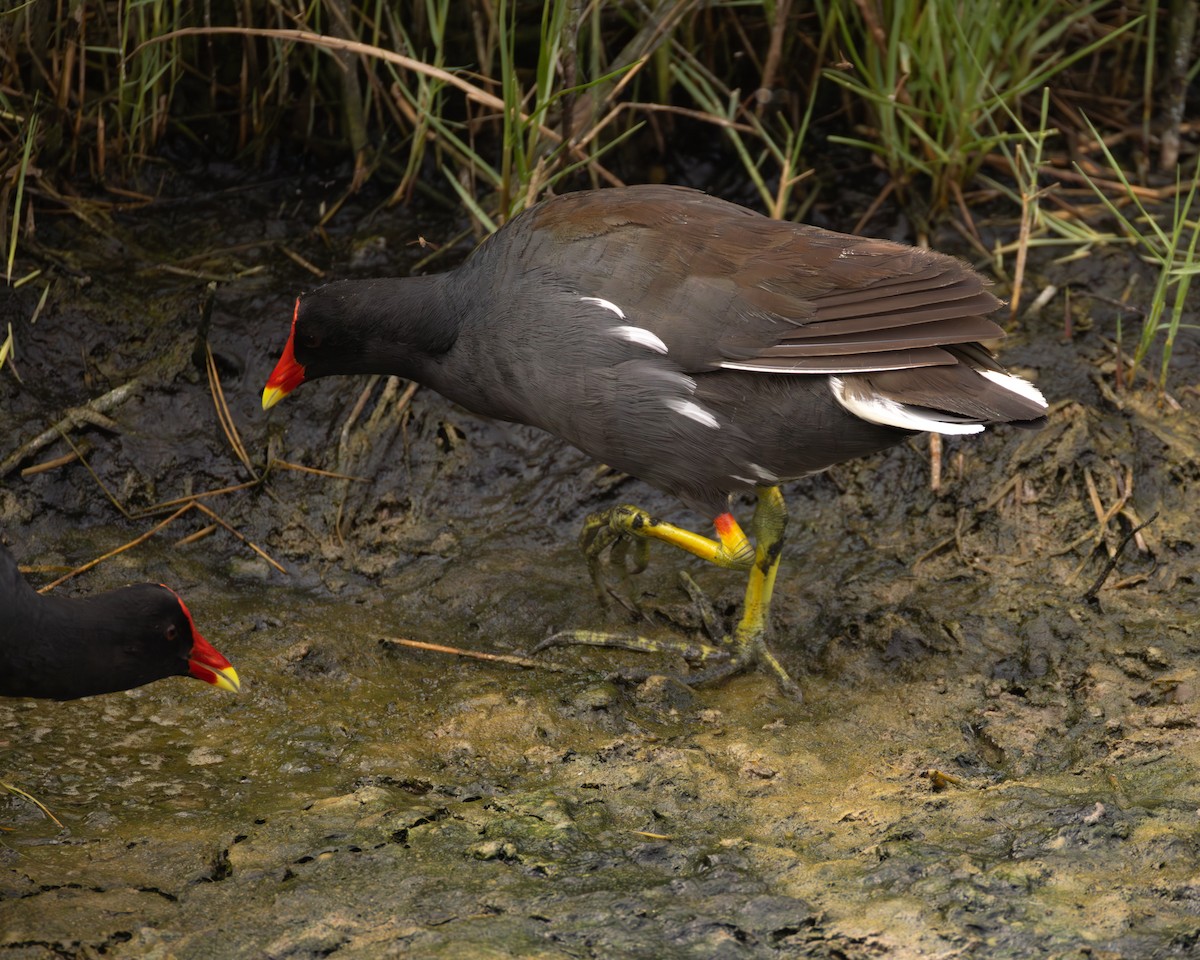 Common Gallinule - ML645522555