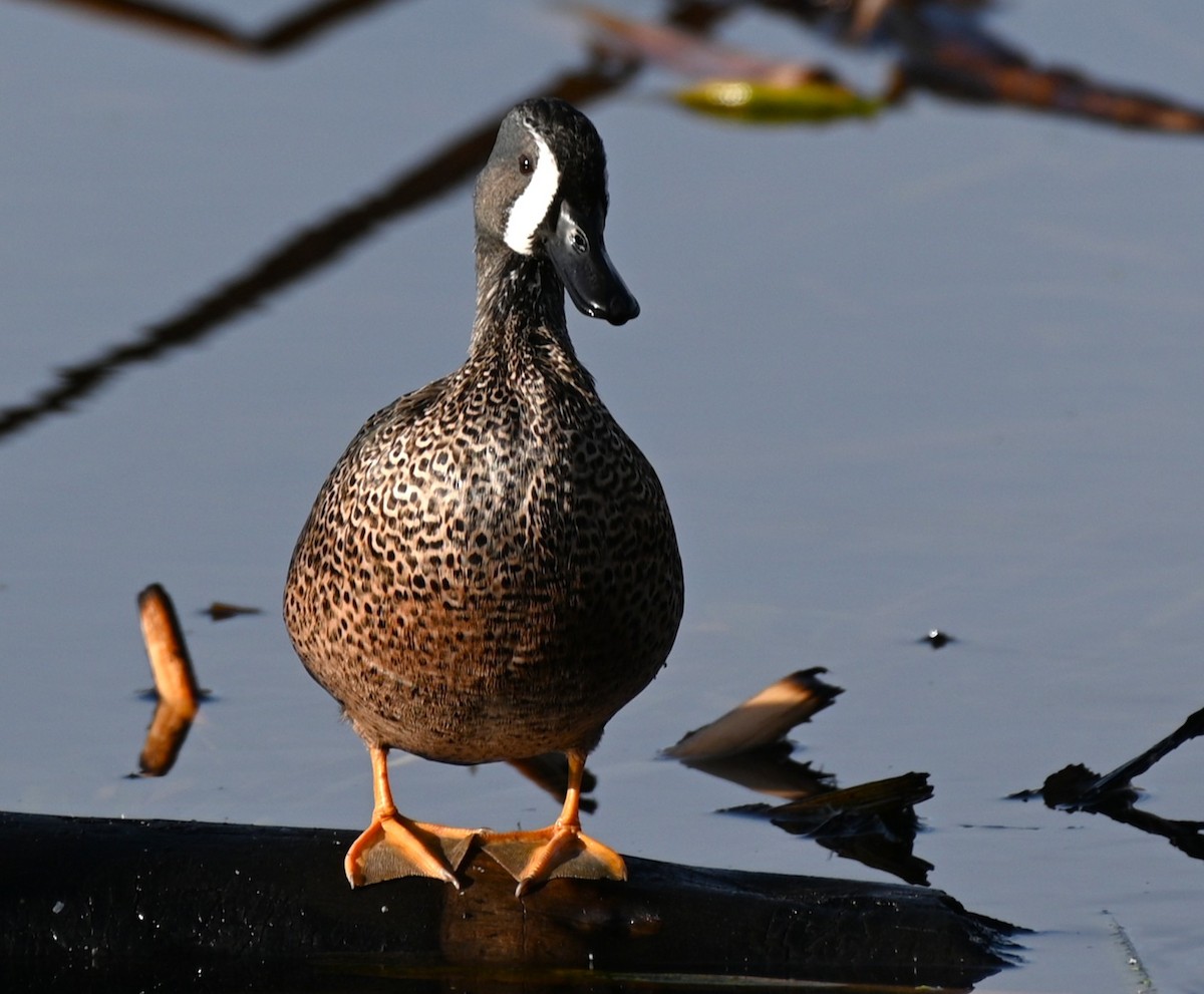ミカヅキシマアジ - ML645522558
