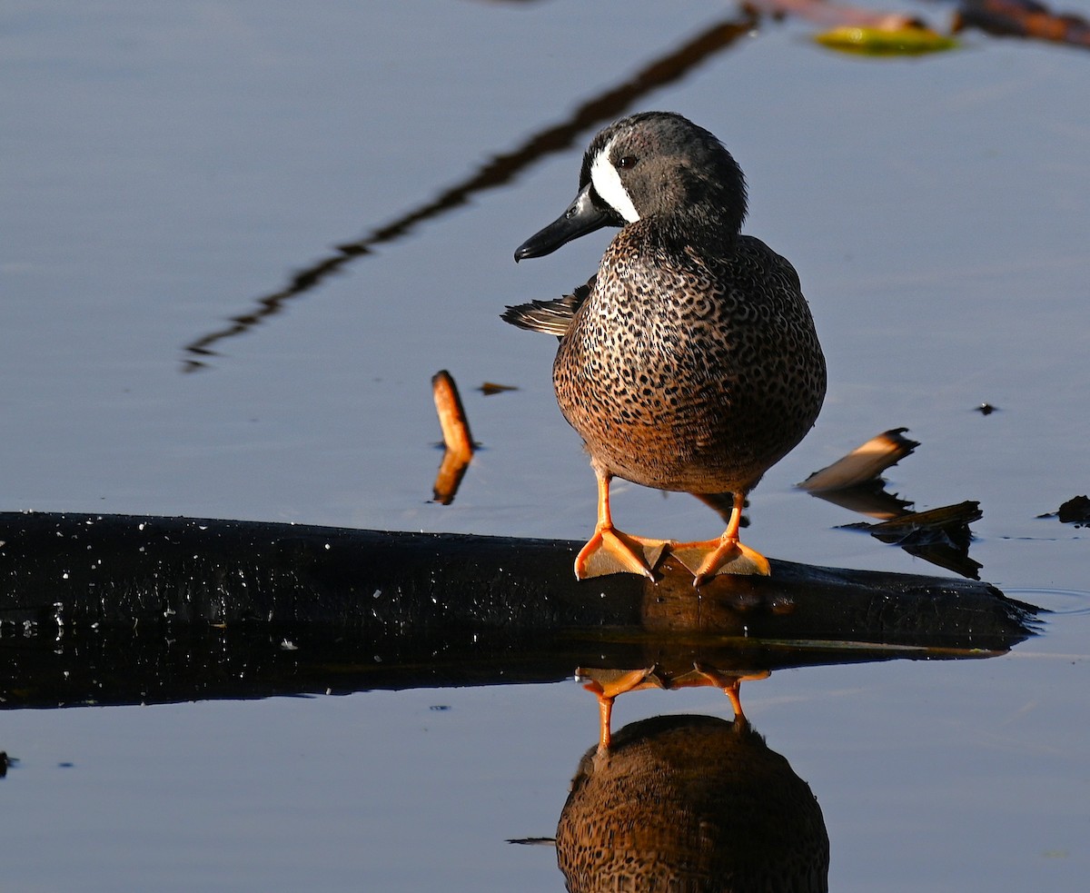 ミカヅキシマアジ - ML645522559