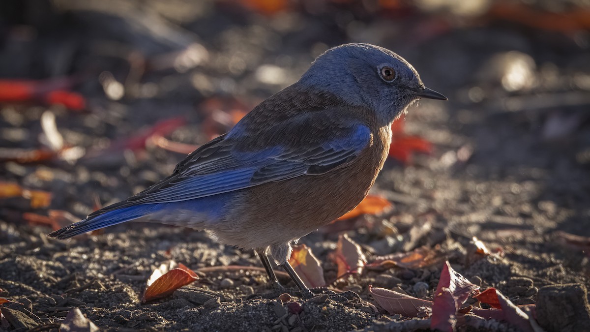 Western Bluebird - ML645522561