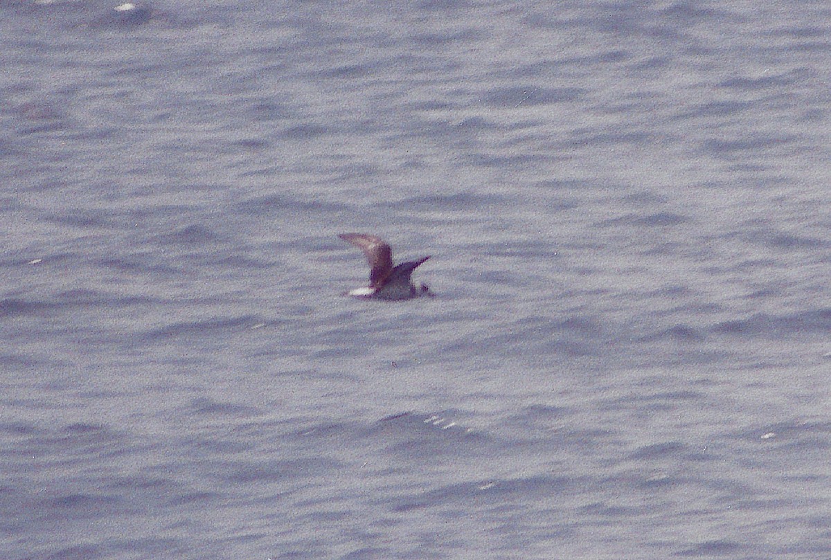 Pétrel diablotin (forme à face blanche) - ML645522565