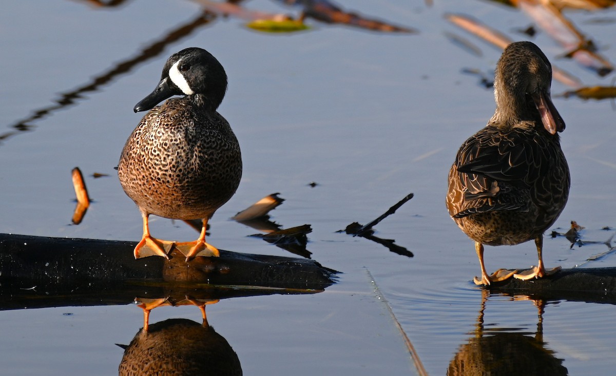 ミカヅキシマアジ - ML645522567