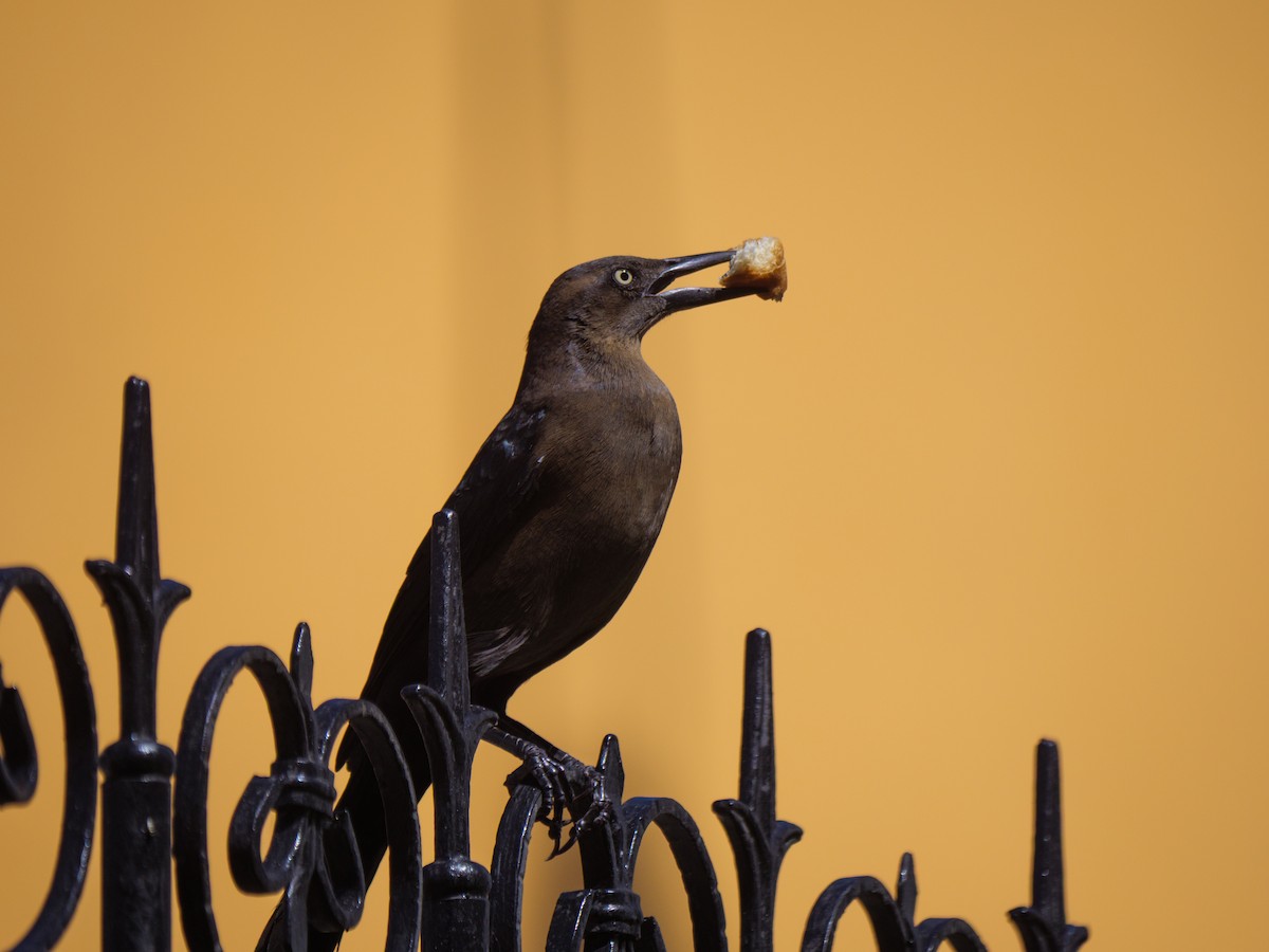 Great-tailed Grackle - ML645522569