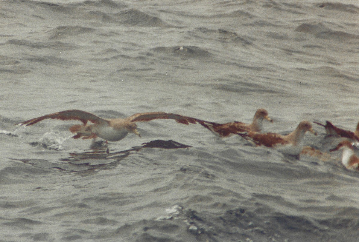 Cory's Shearwater - ML645522577