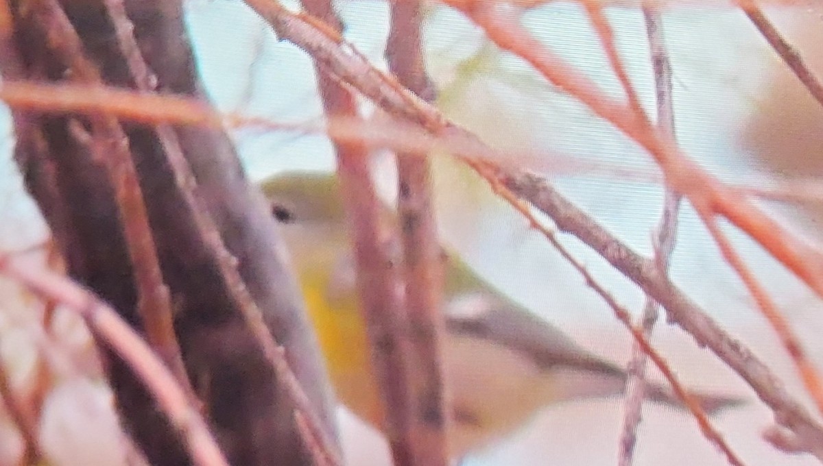 Northern Parula - ML645522578