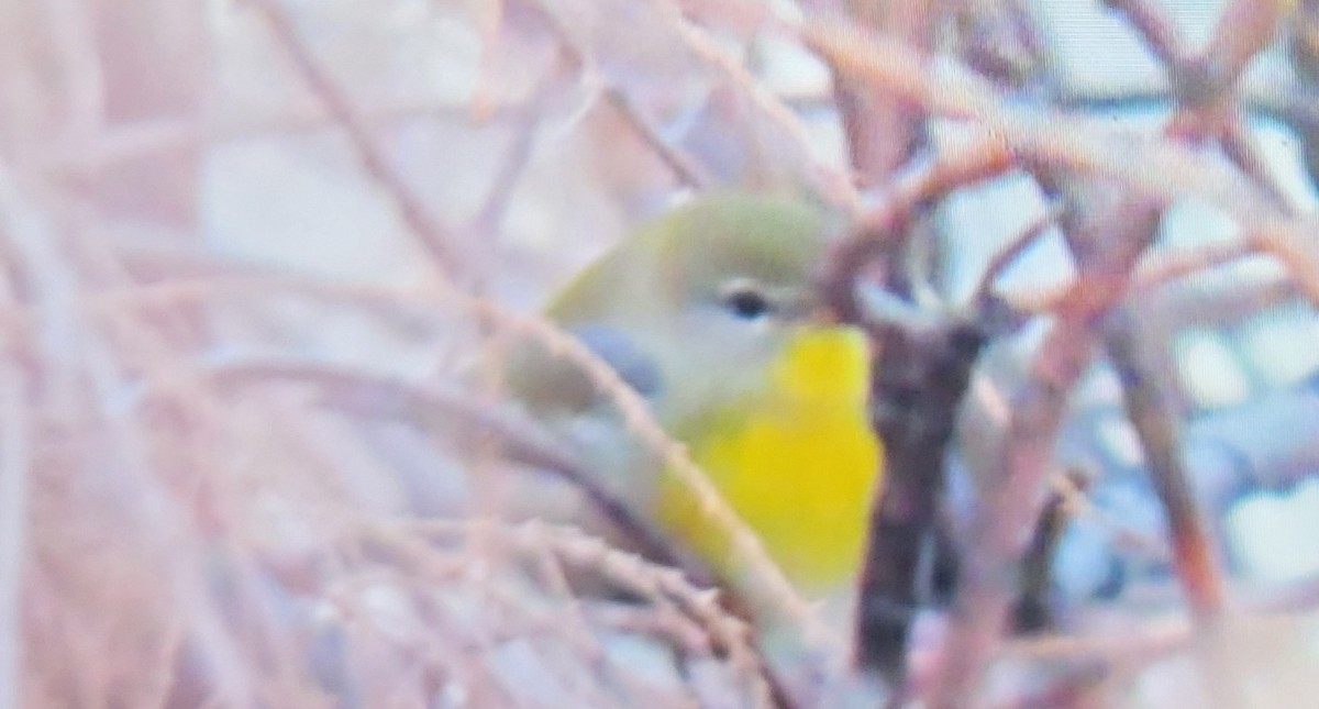 Northern Parula - ML645522579