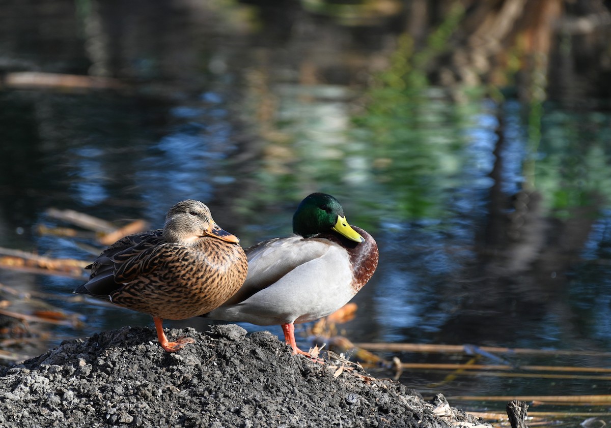 マガモ - ML645522586