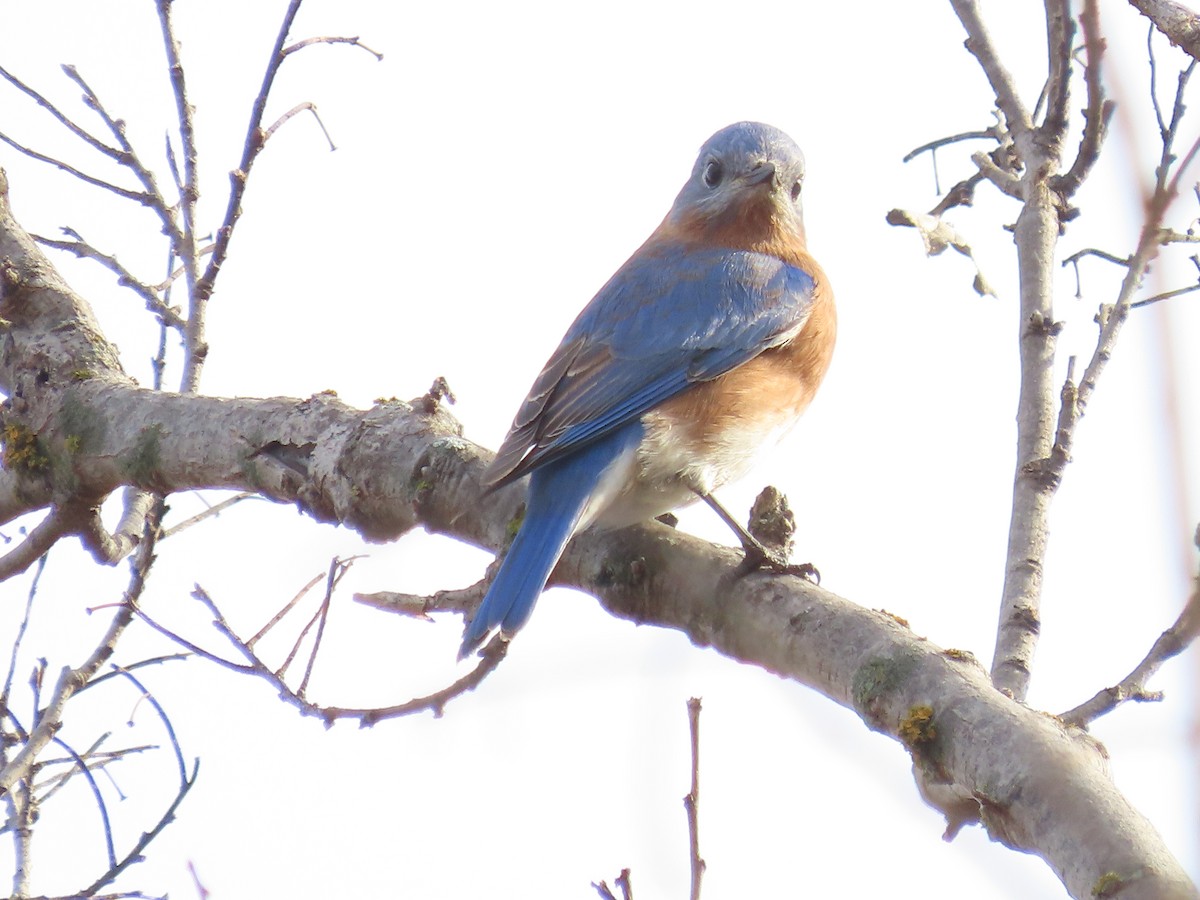 ルリツグミ - ML645522587