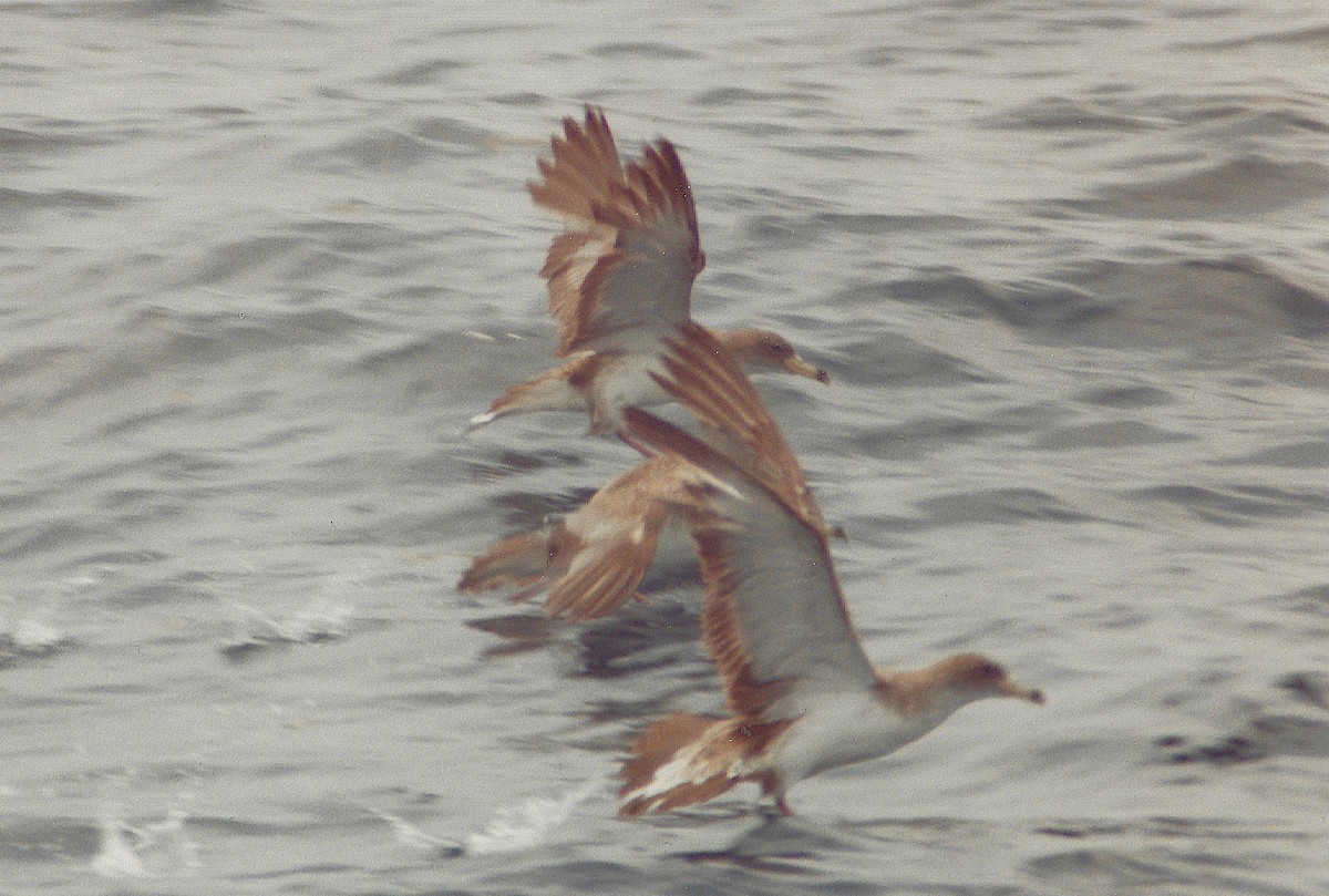 オニミズナギドリ - ML645522588