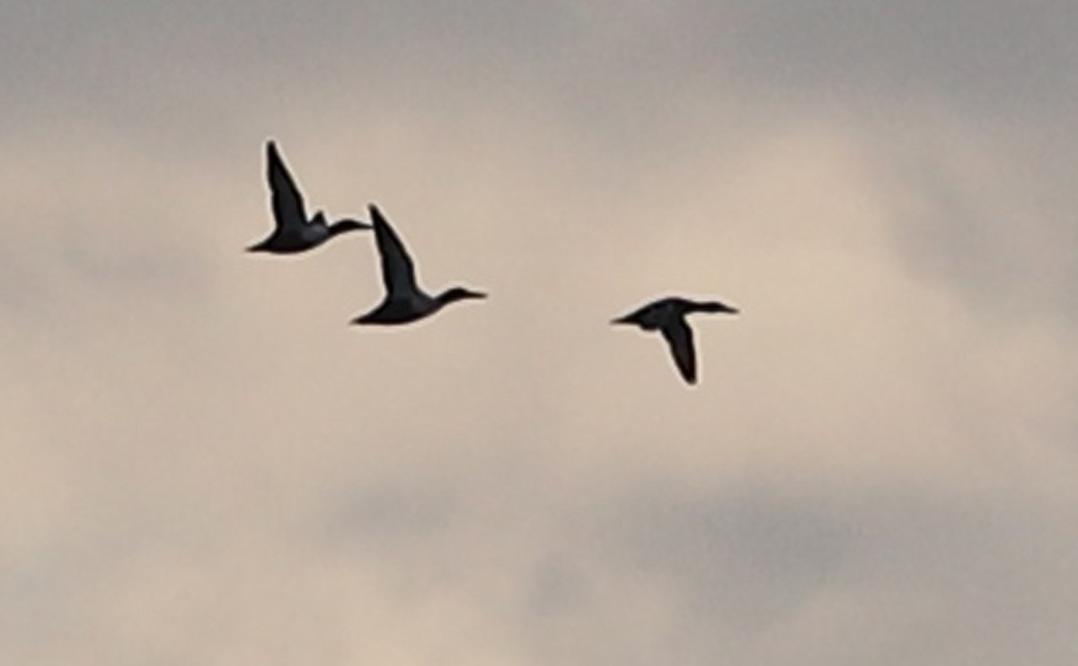 ハシビロガモ - ML645522589