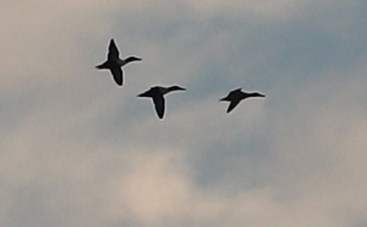 ハシビロガモ - ML645522590