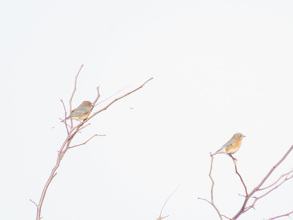 ルリツグミ - ML645522592