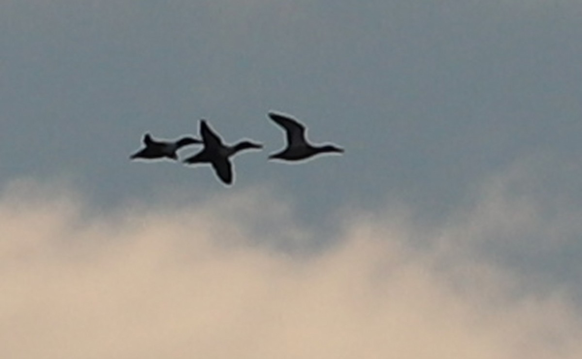 ハシビロガモ - ML645522593