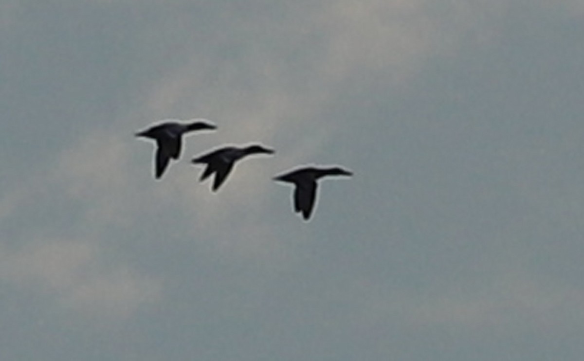 ハシビロガモ - ML645522594