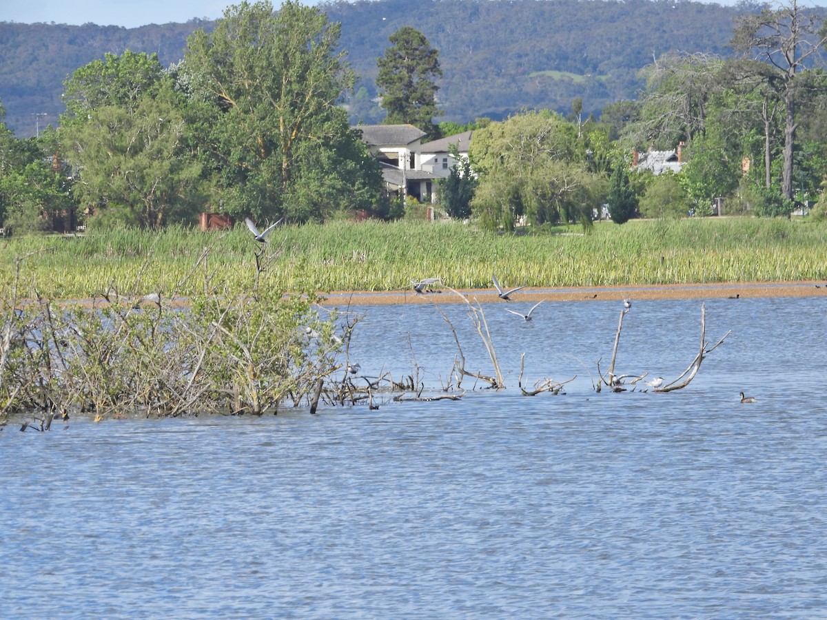クロハラアジサシ - ML645522595