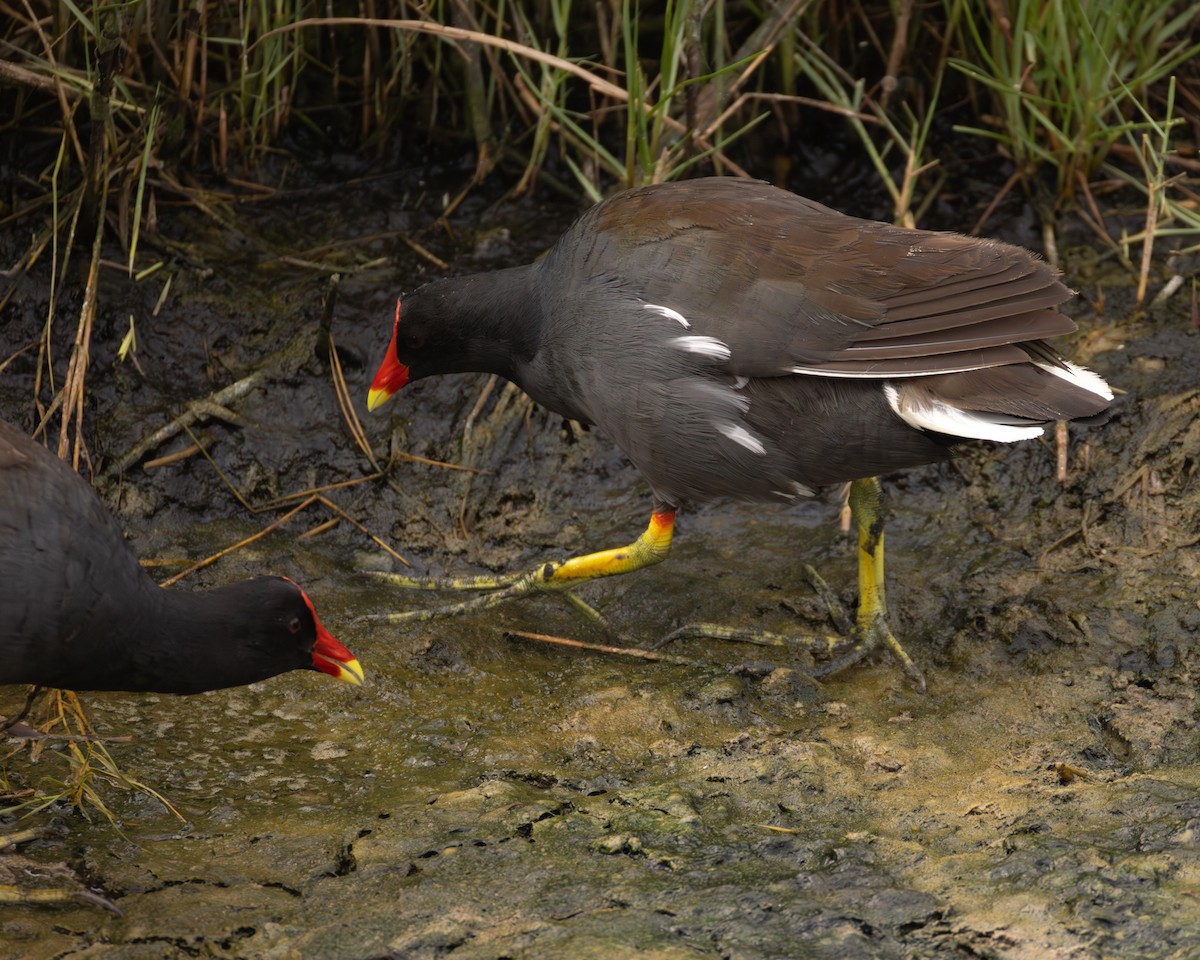 アメリカバン - ML645522596