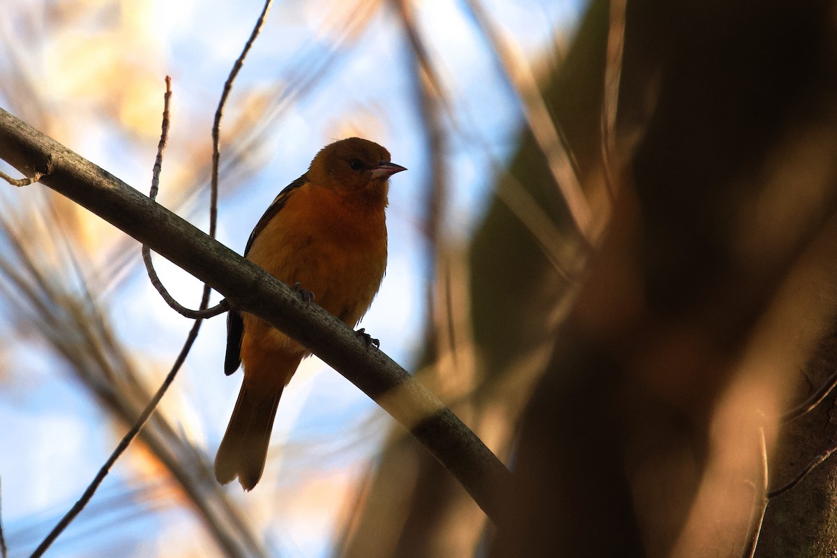Baltimore Oriole - ML645522599