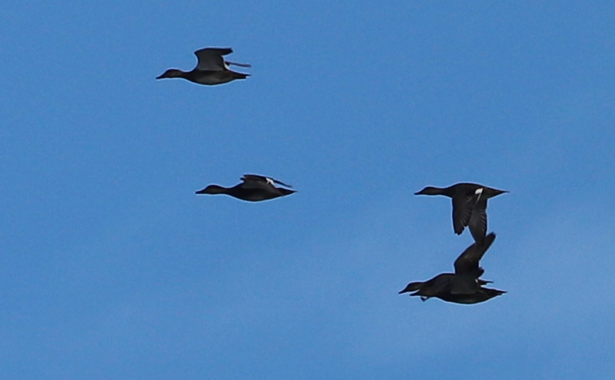 オカヨシガモ - ML645522600