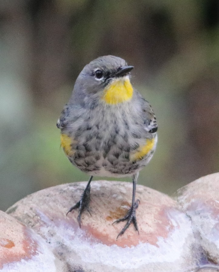 キヅタアメリカムシクイ - ML645522601