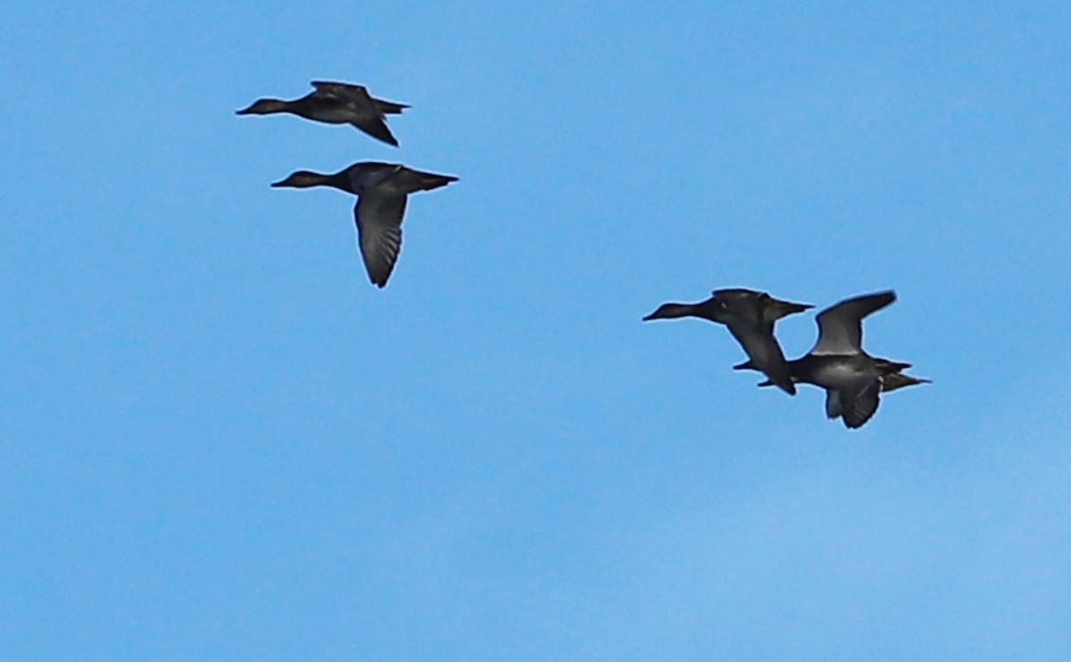 オカヨシガモ - ML645522602