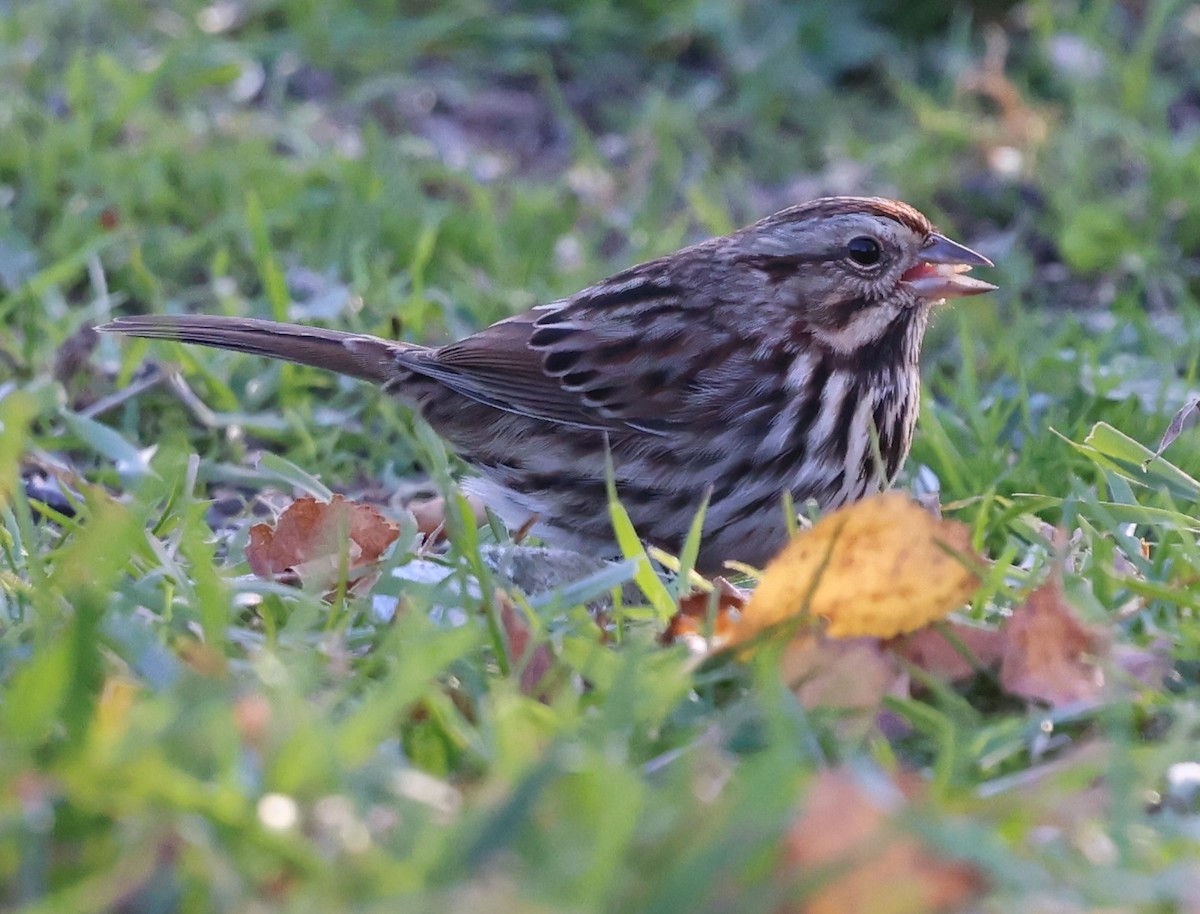 ウタスズメ - ML645522603