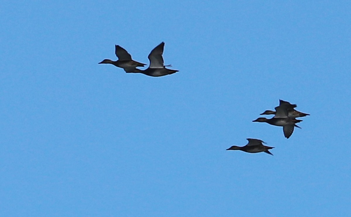 オカヨシガモ - ML645522605