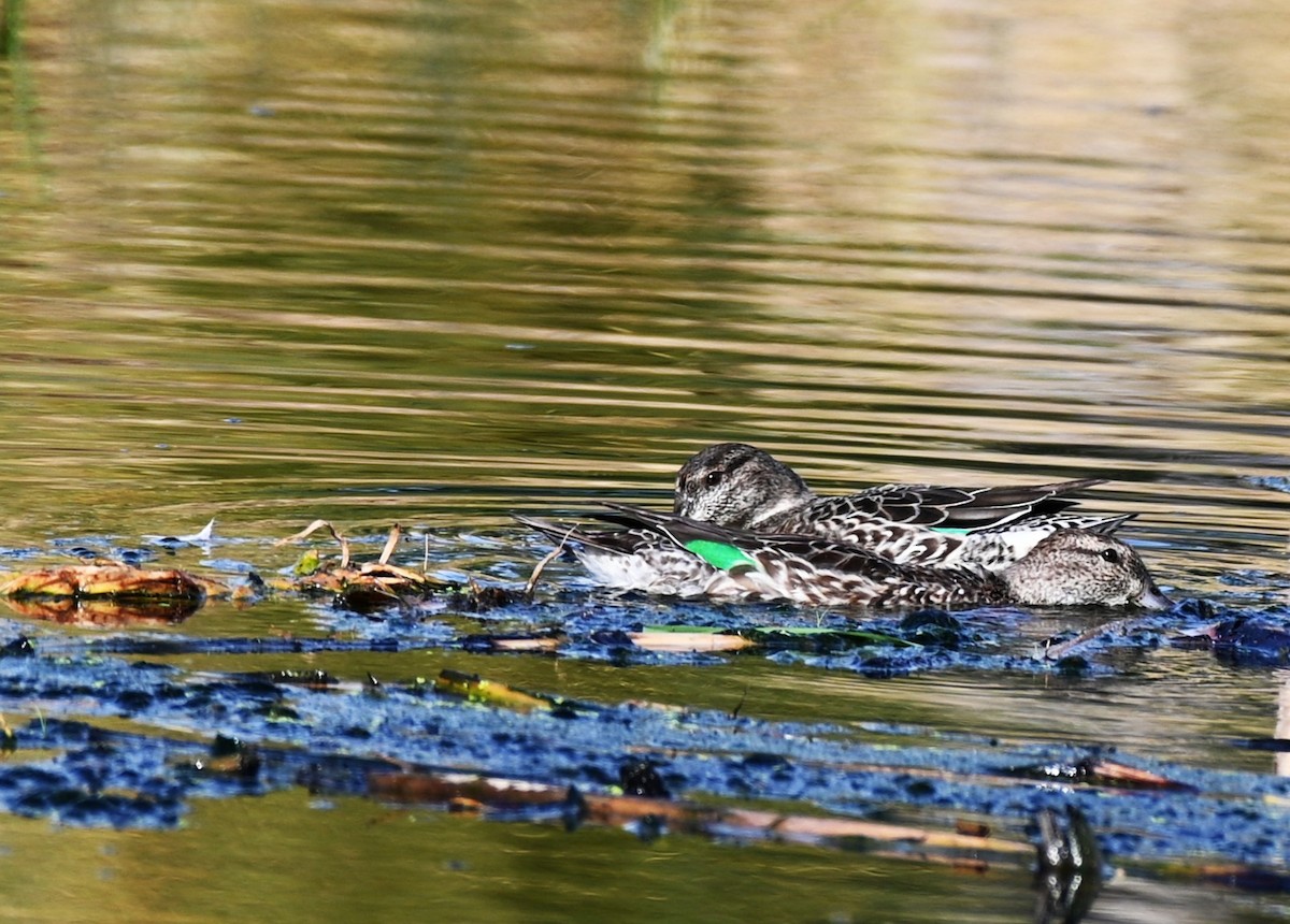 コガモ - ML645522606