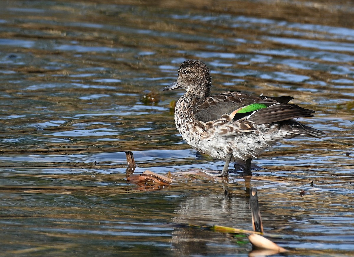 コガモ - ML645522607