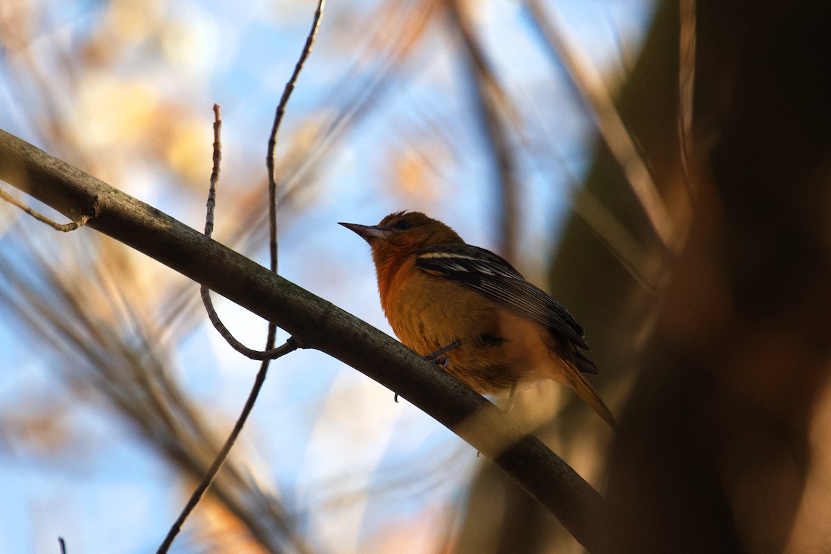 Baltimore Oriole - ML645522608