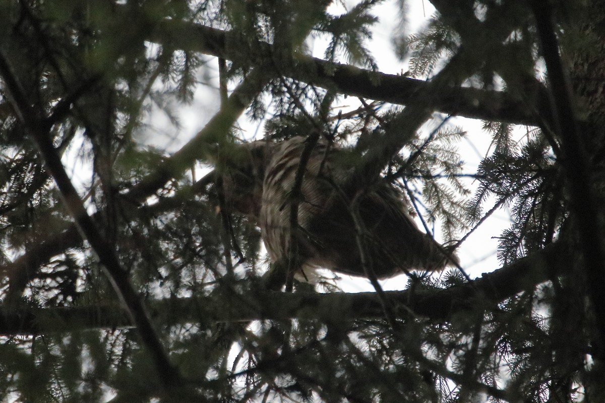 アメリカワシミミズク - ML645522609