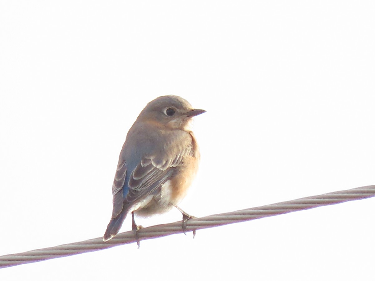 ルリツグミ - ML645522610