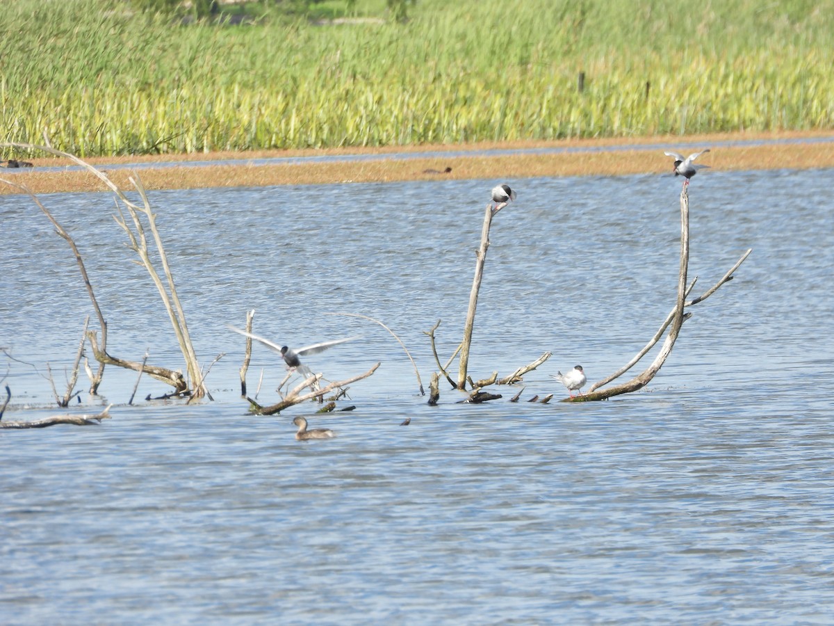 クロハラアジサシ - ML645522611