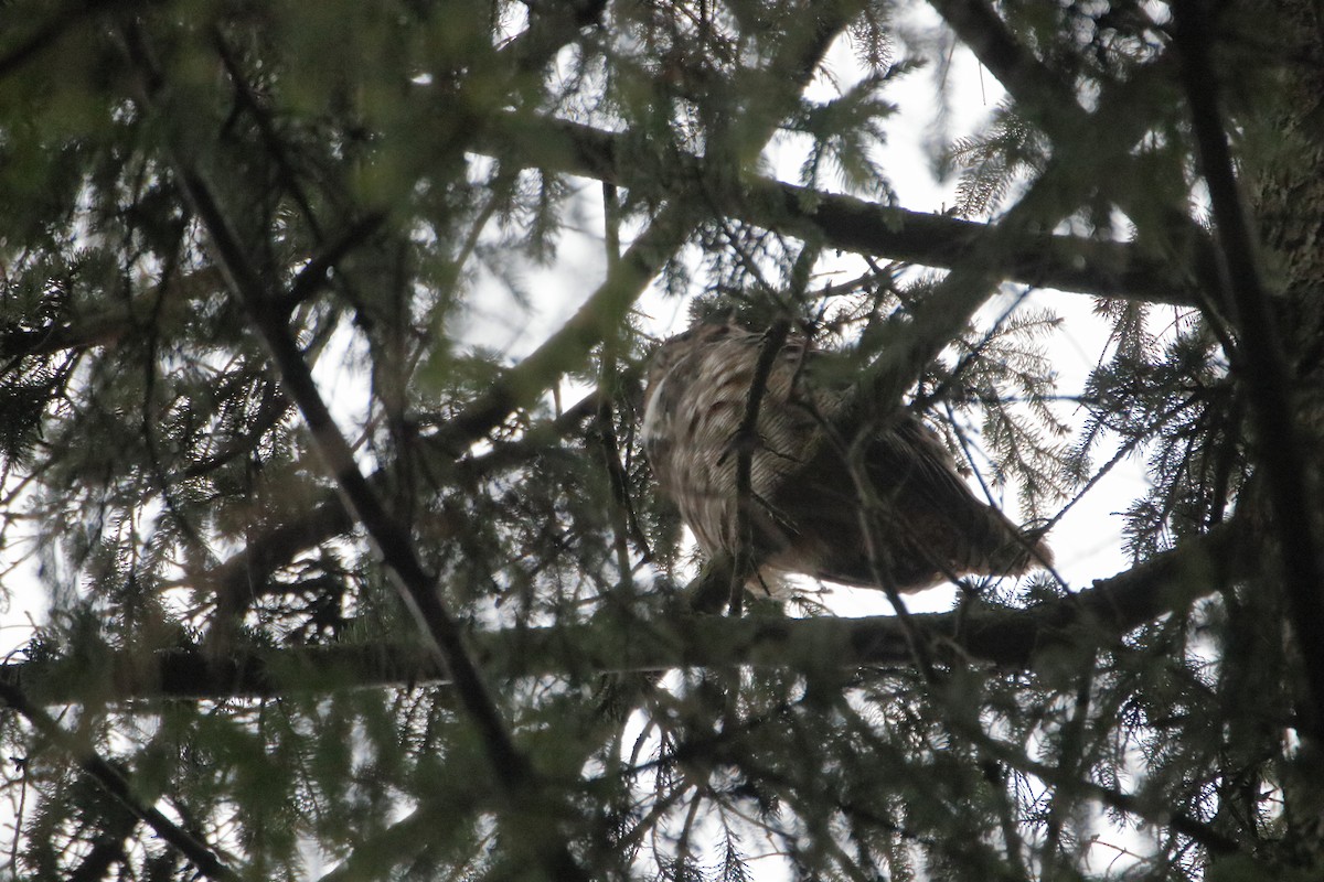 アメリカワシミミズク - ML645522612