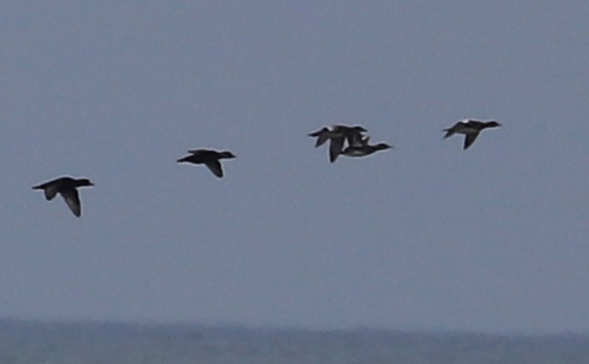 アメリカヒドリ - ML645522613