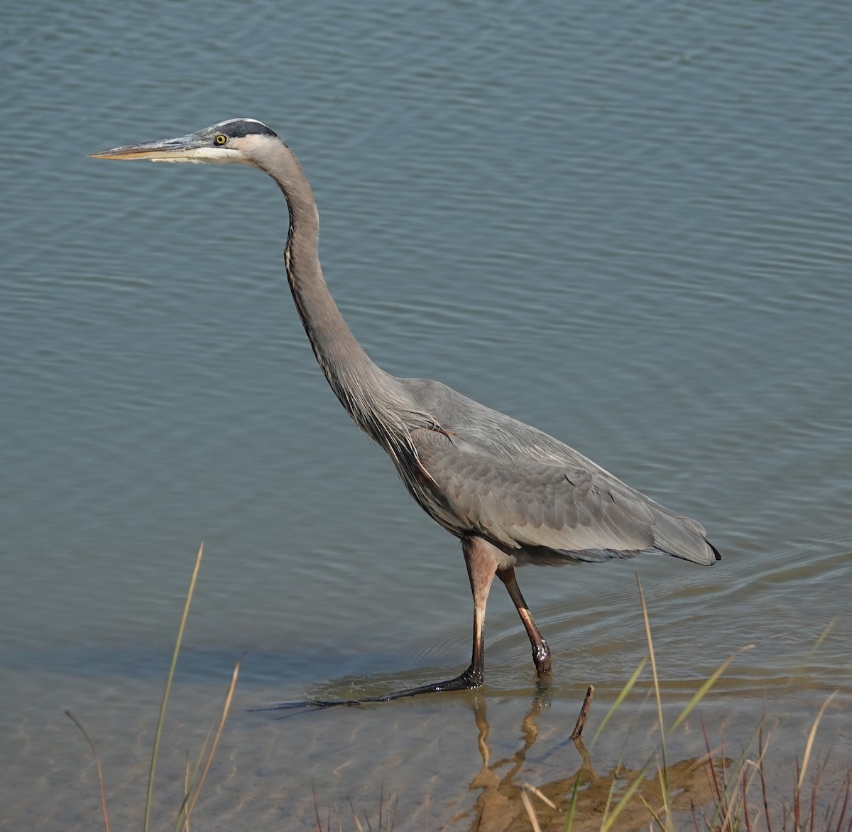 オオアオサギ - ML645522615