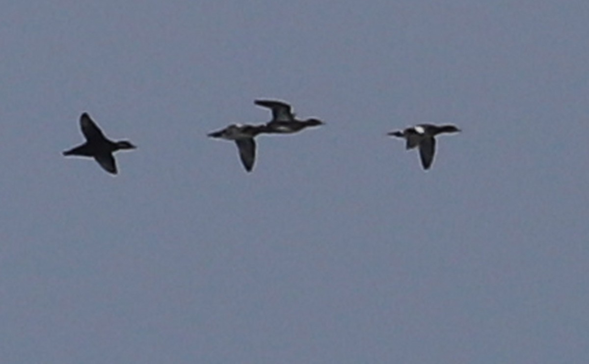 アメリカヒドリ - ML645522616