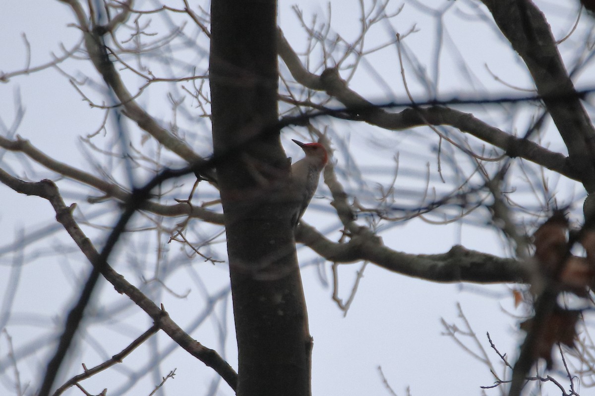 シマセゲラ - ML645522618