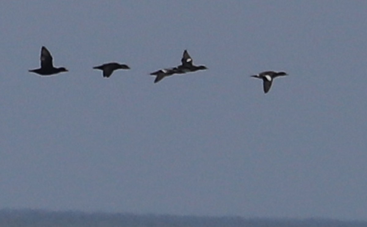 アメリカヒドリ - ML645522620