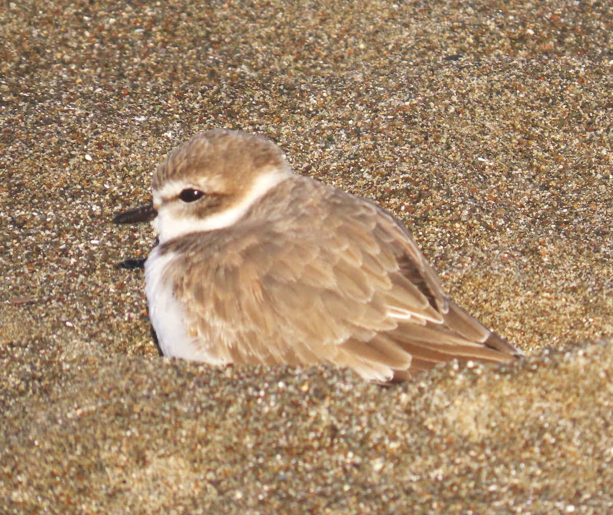 Snowy Plover - ML645522624
