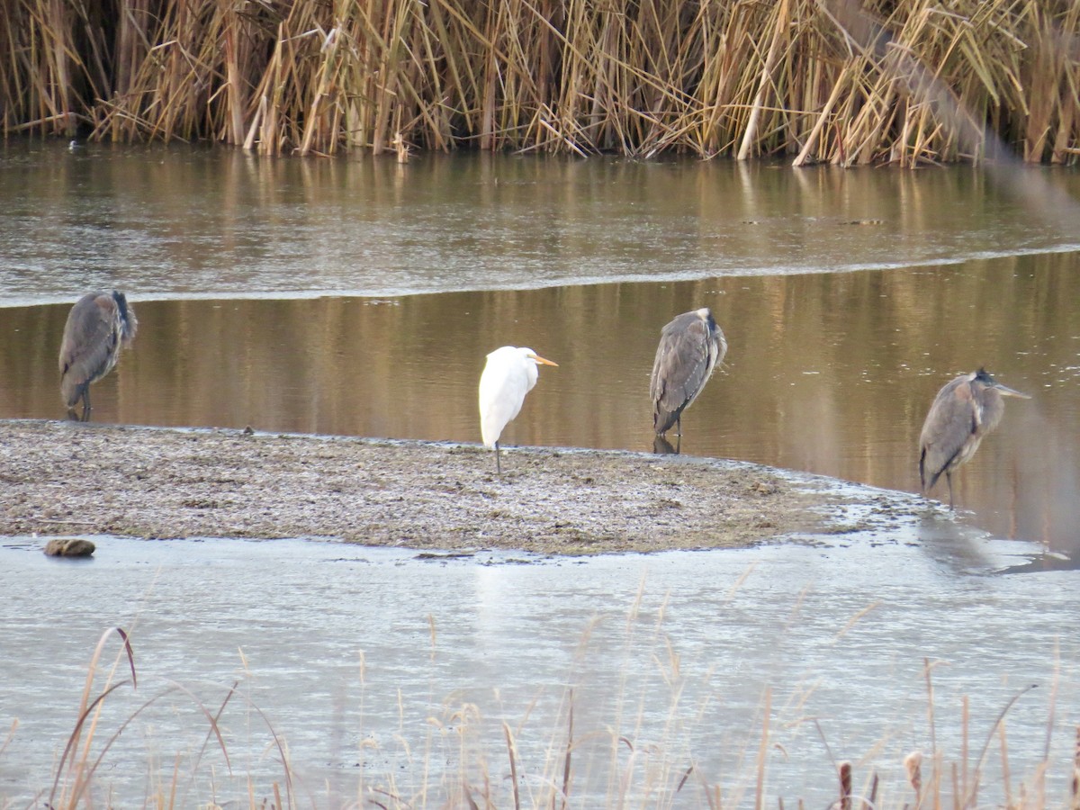Great Egret - ML645522634