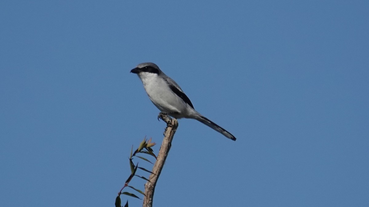 Loggerhead Shrike - ML645522637