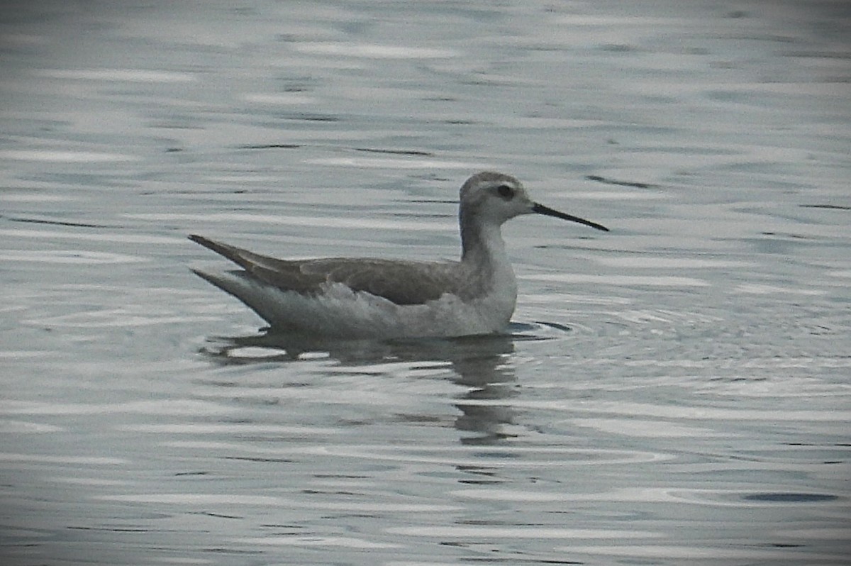 lyskonoh dlouhozobý - ML645522641