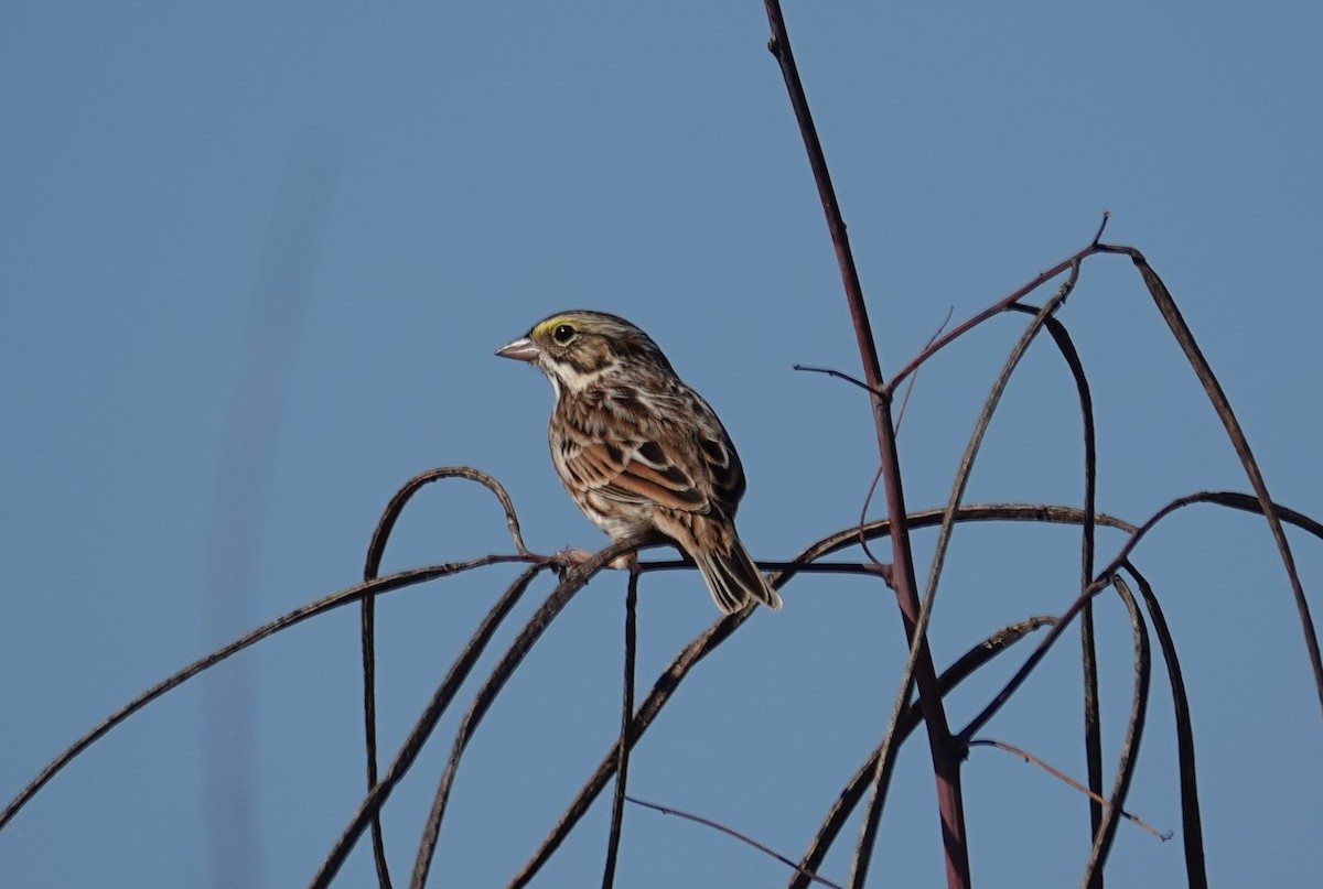 Savannah Sparrow - ML645522644