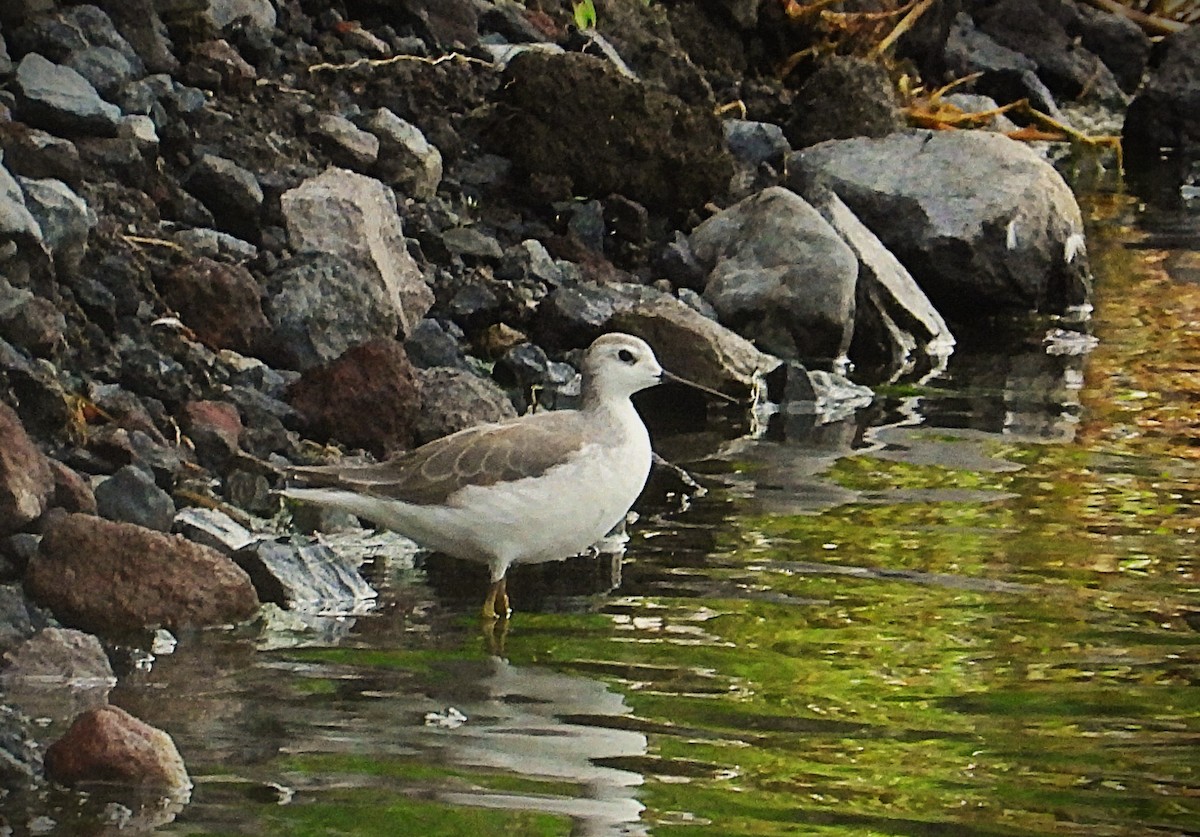 lyskonoh dlouhozobý - ML645522653