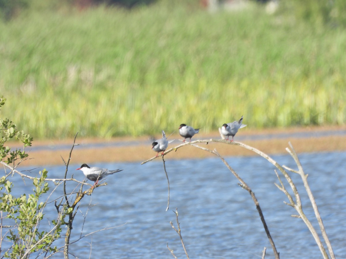 hvitkinnsvartterne - ML645522664