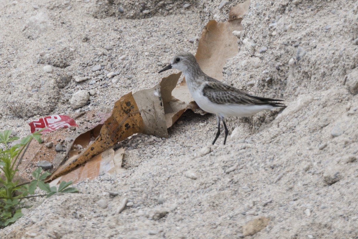 rødstrupesnipe - ML645522680