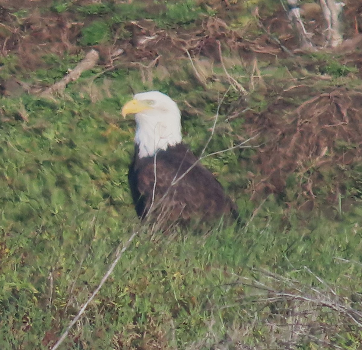 hvithodehavørn - ML645522714